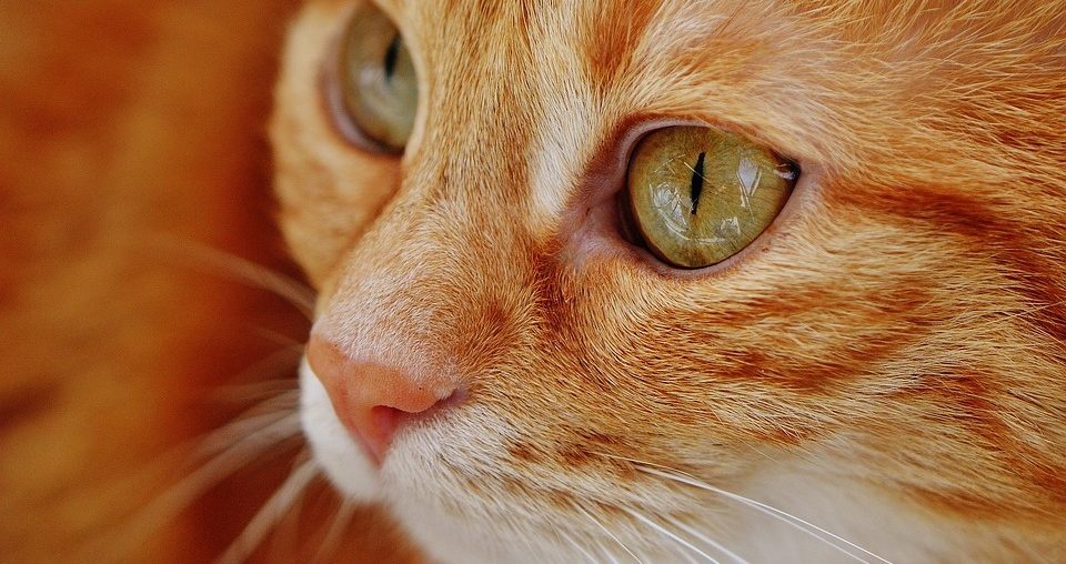 "Диагностировал" проблемы со здоровьем: кот спас жизнь своей хозяйке