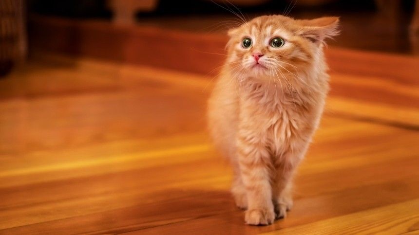 Чего больше всего опасаются кошки – ответ фелинолога