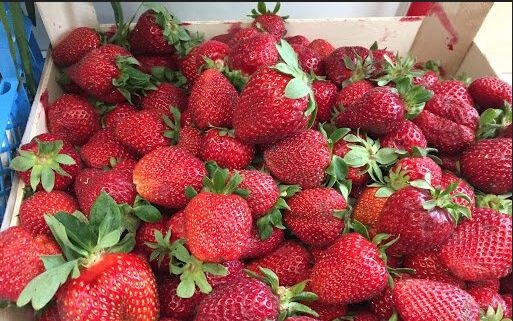 В Украине стремительно падают цены на клубнику: почем ягоды