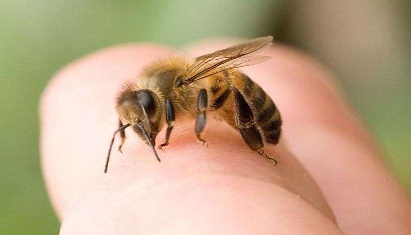 Если укусила пчела: что делать, как лечить и когда нужна неотложная помощь