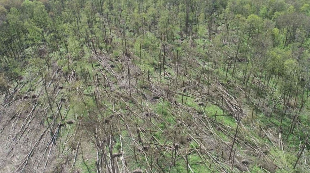 Смерч уничтожил 20 гектаров украинского леса