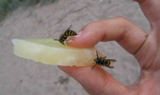 Пчелы и осы: названы основные правила при укусах насекомых