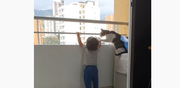 Кошка-няня прогнала малыша с балкона - подальше от опасности