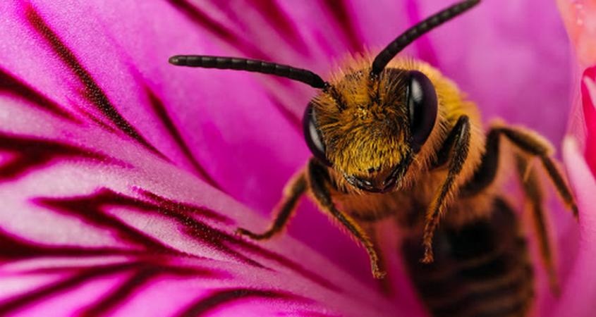 Как пчелы спасают планету – удивительное открытие ученых