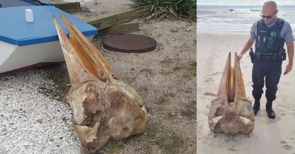 На берег пляжа выбросило череп в половину человеческого роста