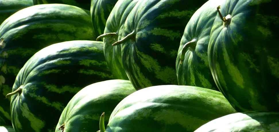 Первые арбузы: как отличить нитратный плод от натурального