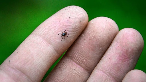 Опасные клещи: как уберечься от укусов насекомых этим летом