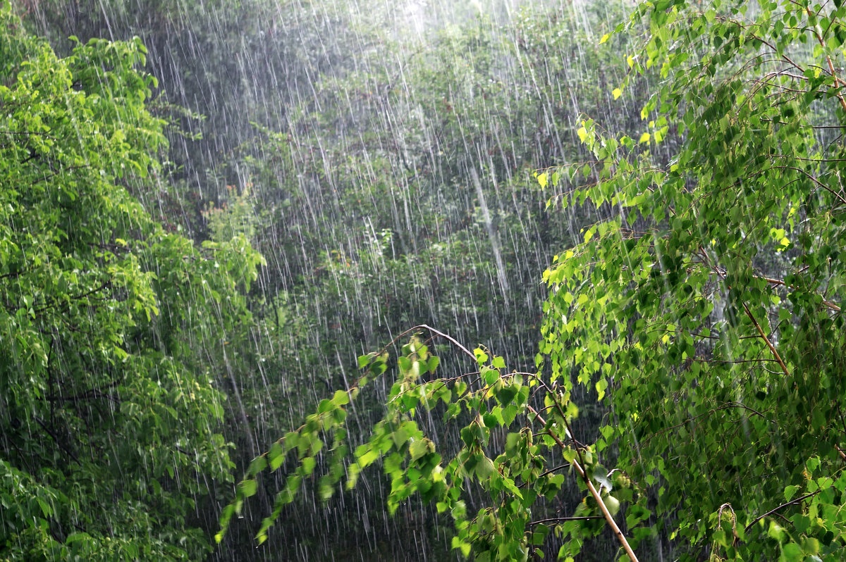 Жарко и дожди: прогноз погоды в Украине на 17 июня