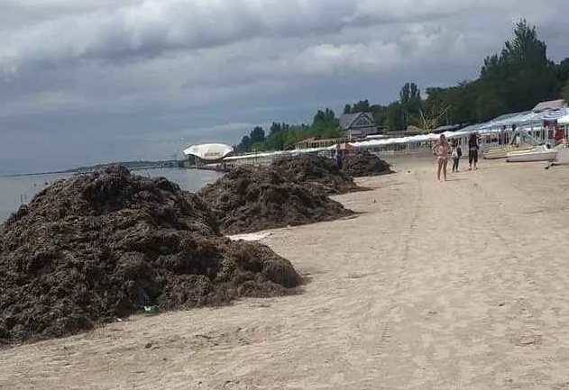 Отпуск в Скадовске: отдыхающие жалуются на горы водорослей и специфический запах на пляже