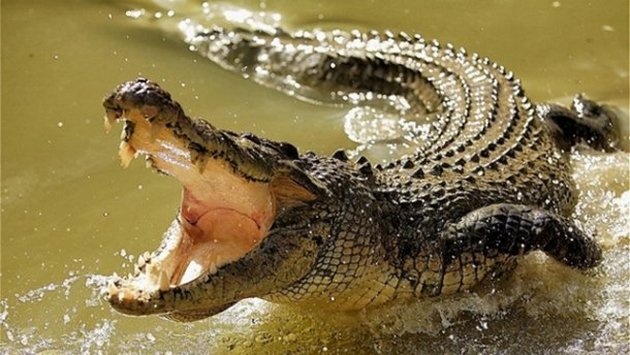 В затопленной Ялте разбежались крокодилы: отлавливали голыми руками