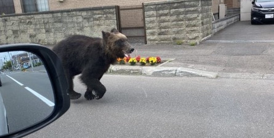 В Японии медведь пришел в город и атаковал четырех человек