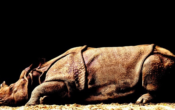 Носорог-гигант