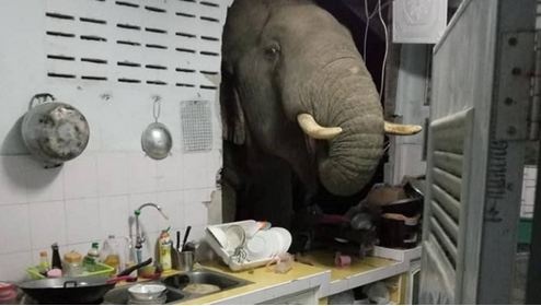 Голодный слон совершил кражу со взломом