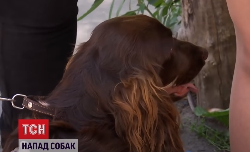 В Сумах охранник стройки натравил псов на ребенка с собачкой