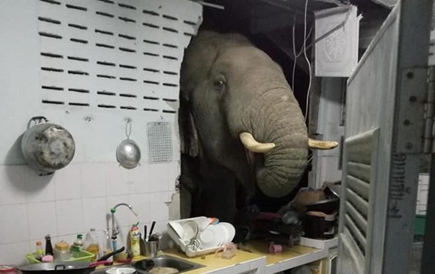 Ради мешочка риса голодный слон проломил стену кухни