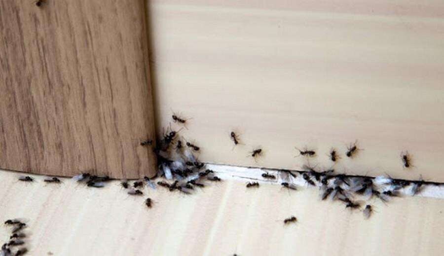 Распылите эту смесь, и вы не увидите больше муравьев в своем доме
