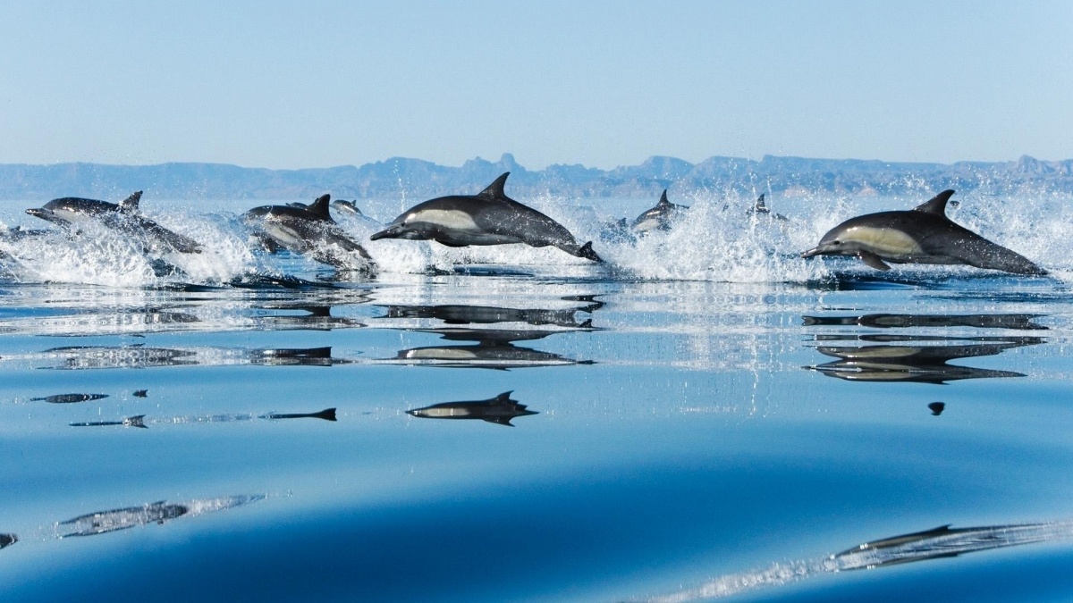 У берегов Крыма обнаружили необычных дельфинов: подробности
