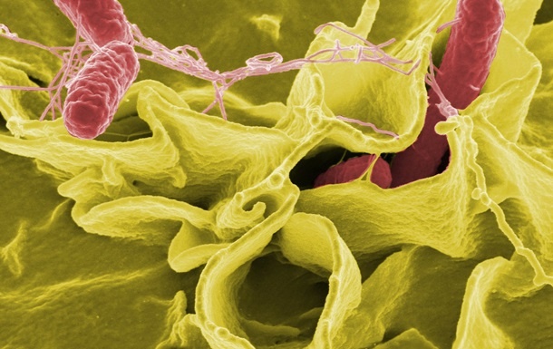 Ученые выяснили, как кишечные бактерии могут влиять на поведение