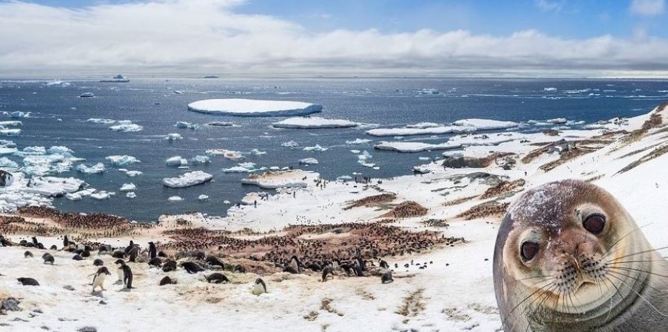В ООН признали новый температурный рекорд в Антарктиде