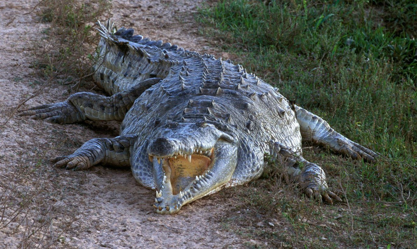 Девушка, спасенная из пасти крокодила, детально рассказала о страшной встрече