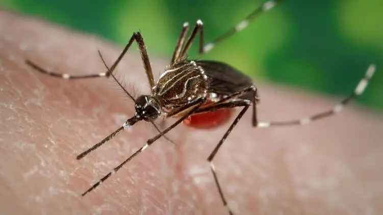 В Крыму нашествие комаров: участились жалобы на увеличение количества насекомых