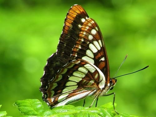 Составлен список самых верных примет о бабочках