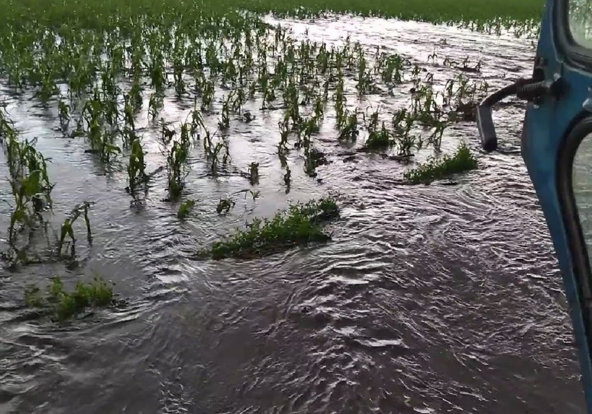 Непогода уничтожила до 50% урожая в Украине