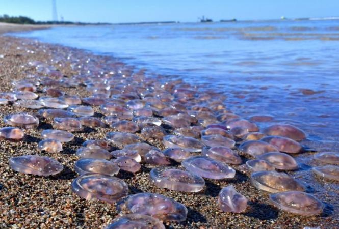 Отдых на Азовском побережье: где в море нет медуз