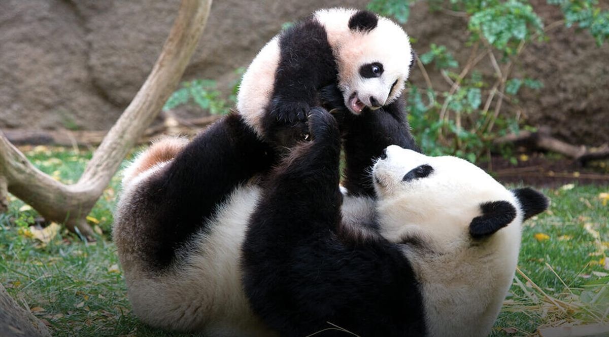 В Китае гигантские панды уже не считаются исчезающим видом