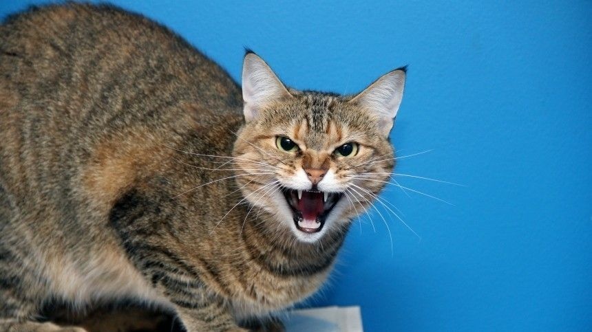 Пять признаков того, что кошка ненавидит человека