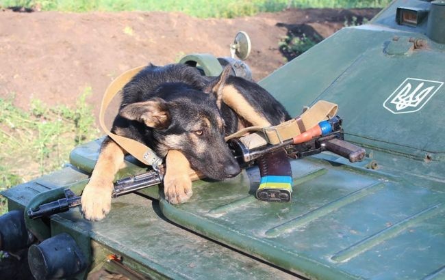 Притворился раненым: украинцев удивил поступок пса на Донбассе