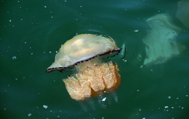 Очень опасное животное: что необходимо каждому знать о медузах