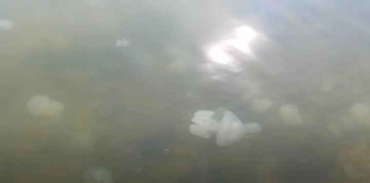 На пляжах Бердянска нашествие медуз, купаться невозможно