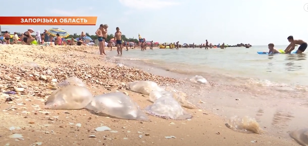 Прибрежную зону заполонили медузы: туристы рассказали об отдыхе на Азовском море