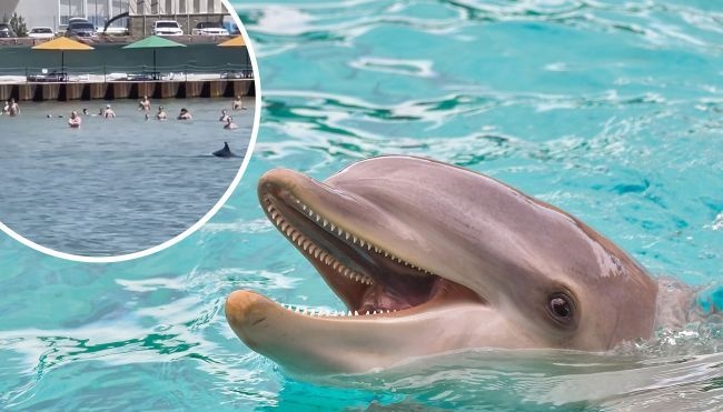 В Одессе дельфины плавали всего в метре от людей