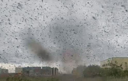 Россию накрыли комариные смерчи: кадры жуткого явления