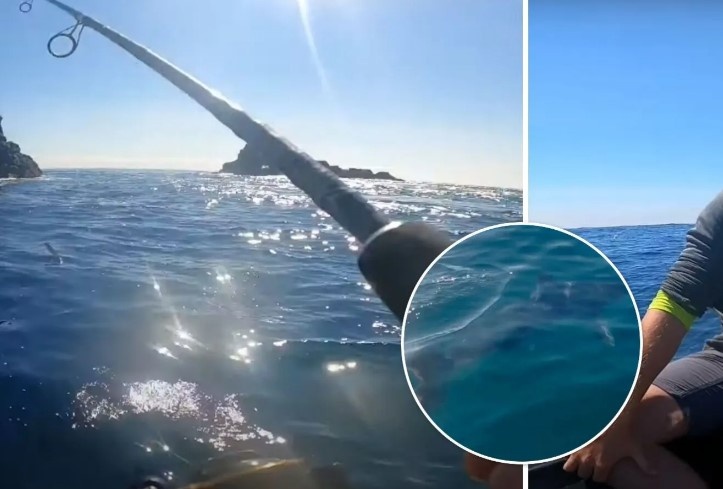 В Британии двухметровая акула кружила вокруг рыбака на лодке