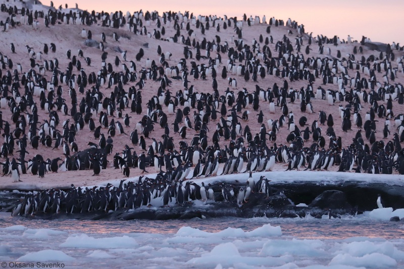Возле украинской станции в Антарктиде фиксируются рекордные скопления пингвинов