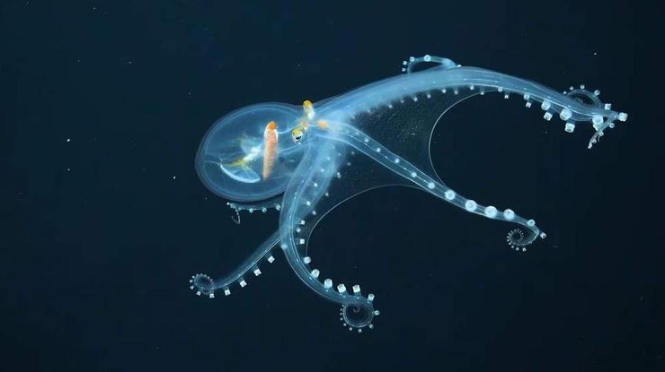 В океане обнаружили "стеклянного" осьминога