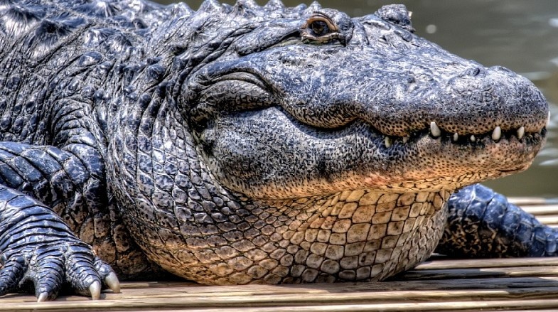 Есть ли у крокодила естественный враг в природе