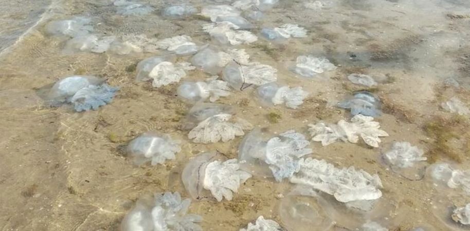 Как от медуз спасают барьерные сети: кадры из Кирилловки