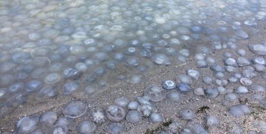 Азовское море кишит медузами: побережье засняли с высоты птичьего полёта