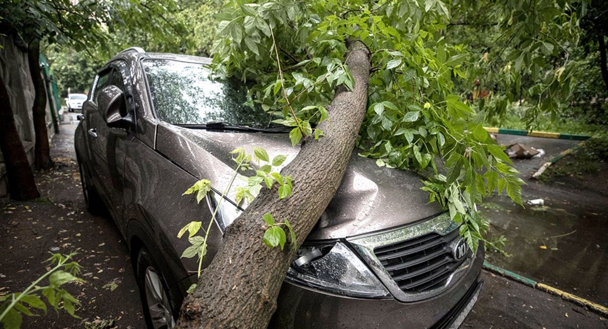 Дерево упало на машину: что делать автовладельцу