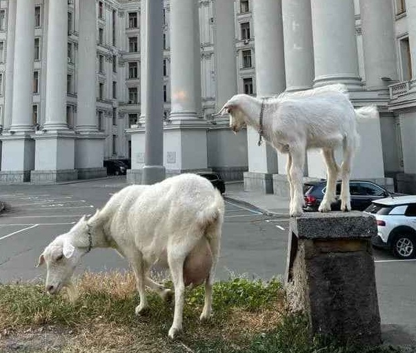 В Киеве к зданию МИД привели пастись коз