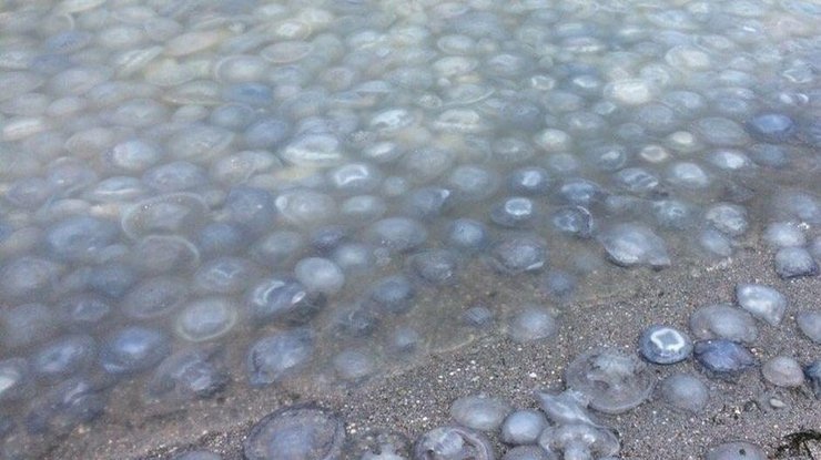 Стало известно, почему Азовское море заполонили медузы