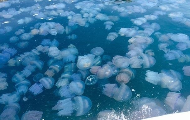 Медузы в Азовском море: названа причина нашествия