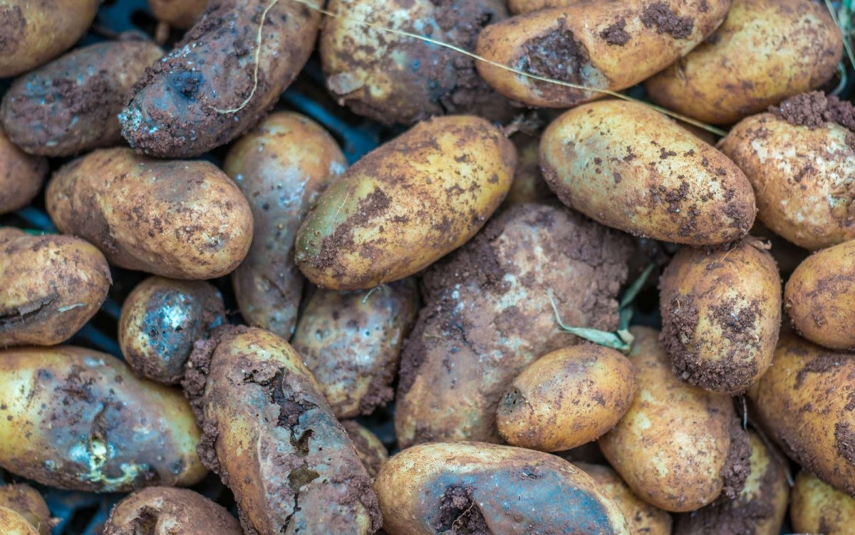 Урожай картофеля погибает: цены в Украине на овощ изменятся
