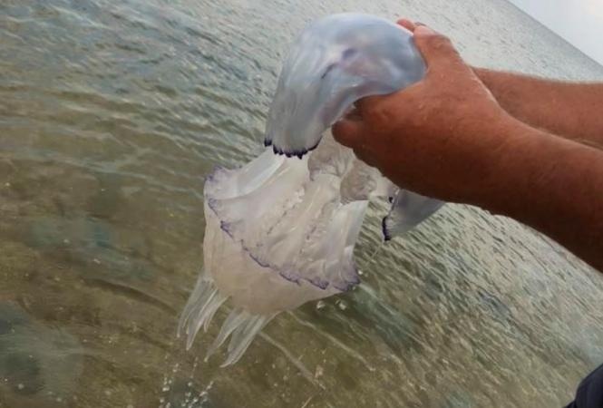 На Азовском море придумали, как спастись от медуз