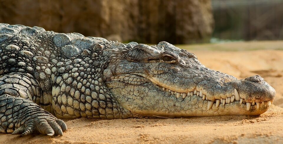 В США мужчина украл крокодила, чтобы с ним подраться