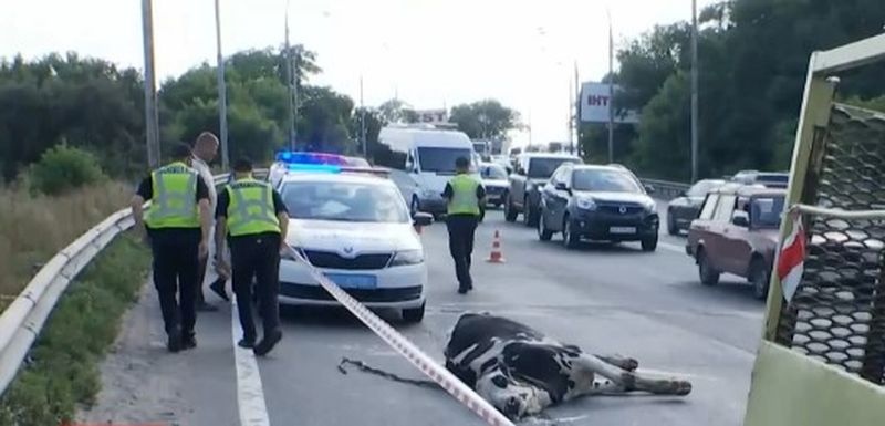 Животных разбросало по дороге: в Киеве автомобиль с коровами попал в ДТП